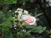 Rosa rosor