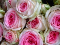 Rózsaszín rózsa csokor