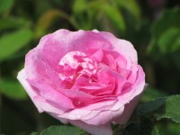 Rosa ros med droppar
