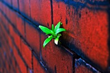 Plant op de bakstenen muur