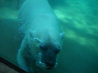 Oso polar bajo el agua