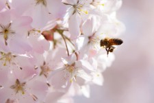 Pollinisation des abeilles