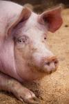 Portrait d'un cochon