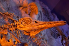 Fósil prehistórico