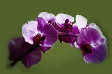Paarse orchidee