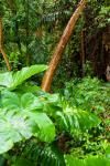 Deštný prales vegetace
