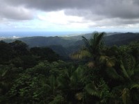 熱帯雨林の眺め