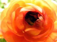 Floarea-broaştei