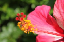 Rouge arrière-plan flou fleur