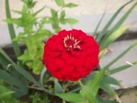 Röd blomma