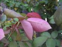 Leaf roşu de vară