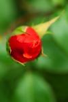 Bocciolo di rosa rossa