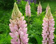 Lupins roses