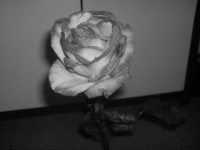 Rose schwarz weiß