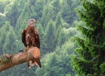 Roșu-coada Hawk
