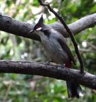Red licousy bulbul