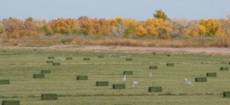 Канадские журавли в полете