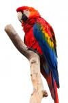 Scarlet papoušek izolované