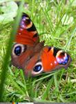 Butterfly pauw