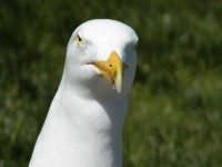Seagull Zavřít
