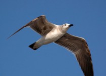 Seagull stijgende