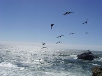 Seagulls flyger över havet