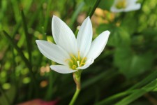 Singolo fiore bianco