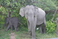 Los elefantes