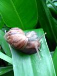 Snail efter regn