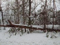 Снег покрыл дерево