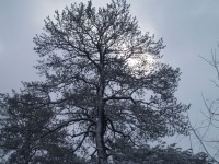 Snö träd med Sun