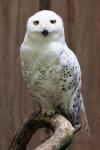 Snowy Owl ritratto