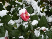 多雪的玫瑰