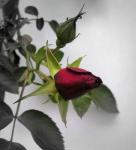 单独的玫瑰