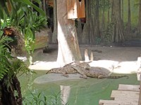 Sud alligators américains