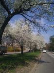 D'arbres en fleurs de printemps