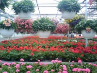 春の花温室11