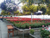 春の花温室13