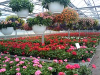 Tavaszi virágok Greenhouse 14
