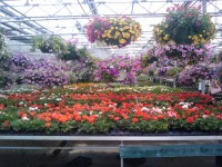 Tavaszi virágok Greenhouse 16