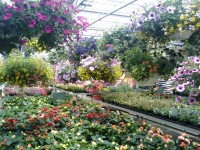 Tavaszi virágok Greenhouse 2