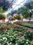Tavaszi virágok Greenhouse 3