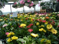 Tavaszi virágok Greenhouse 4