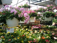 Jarní květiny skleníku 5