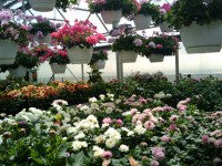 Lente Bloemen Greenhouse 6
