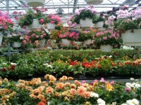 Tavaszi virágok Greenhouse 7