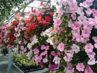 Kwiaty Greenhouse 8