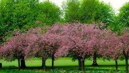 Drzewo wiosna