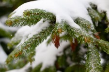 Gałęzie świerkowe w śniegu