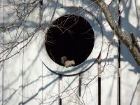Eekhoorn in Window